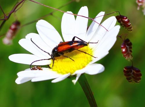 Stenurella bifasciata